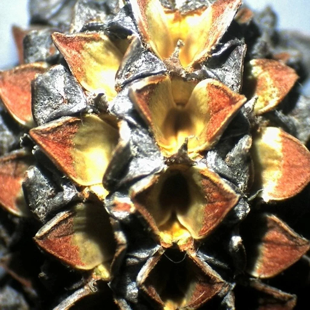 IMG_8614 cones.jpeg
