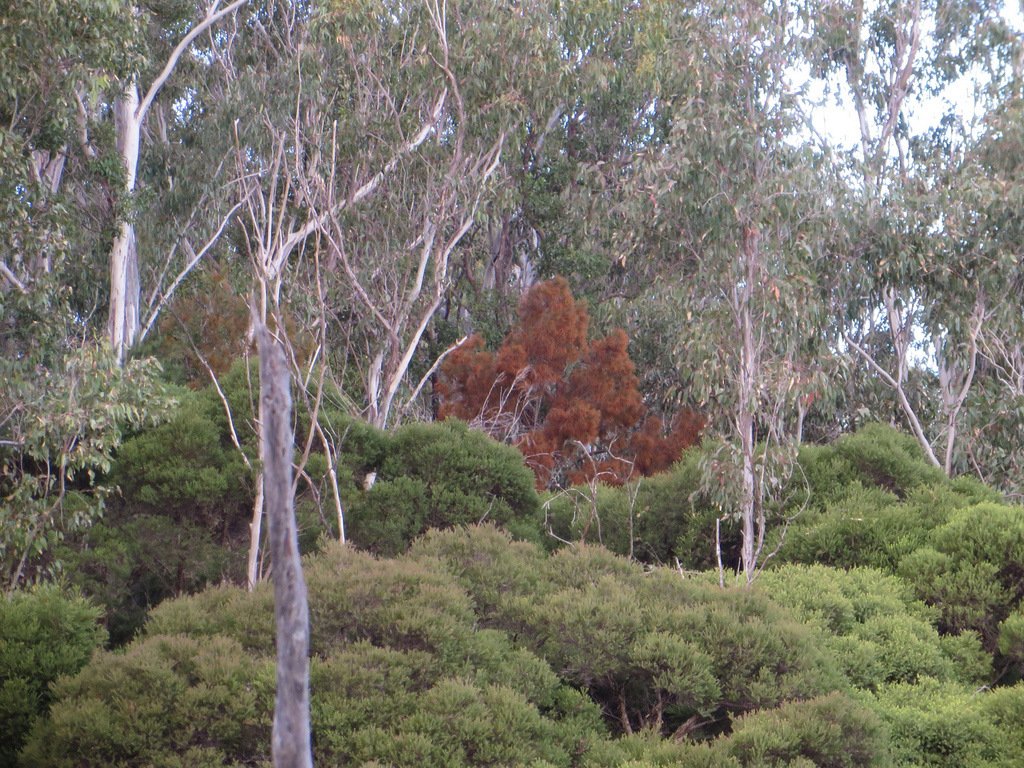 Rusty Trees