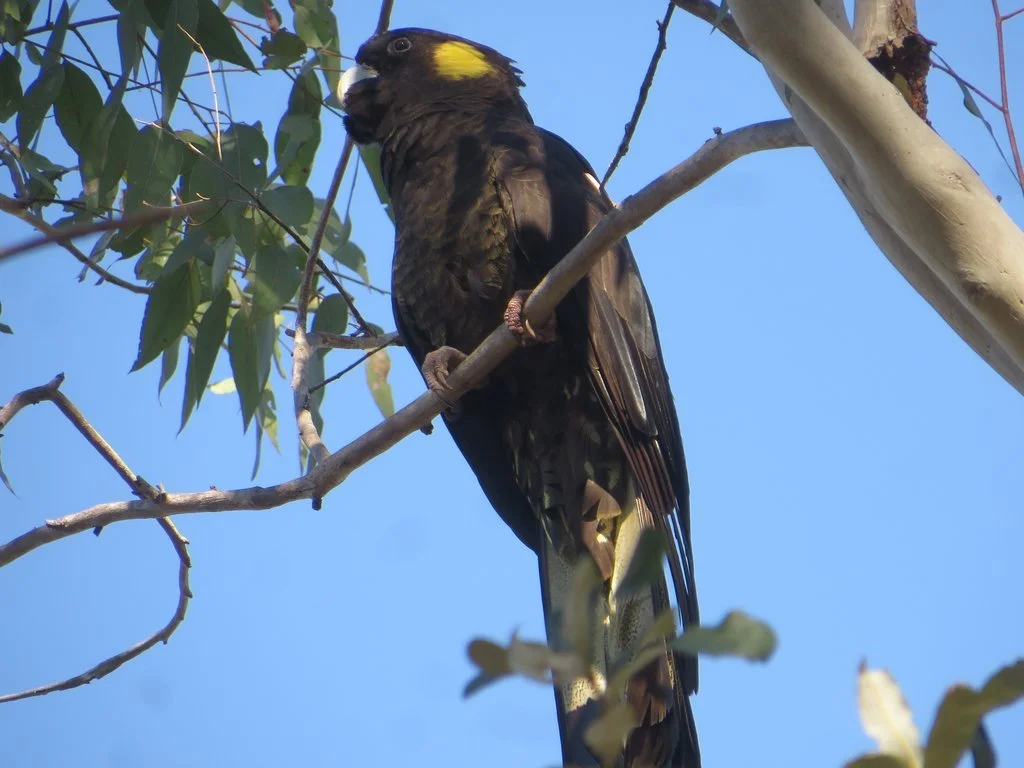 Yellow-tailed black cockatoo