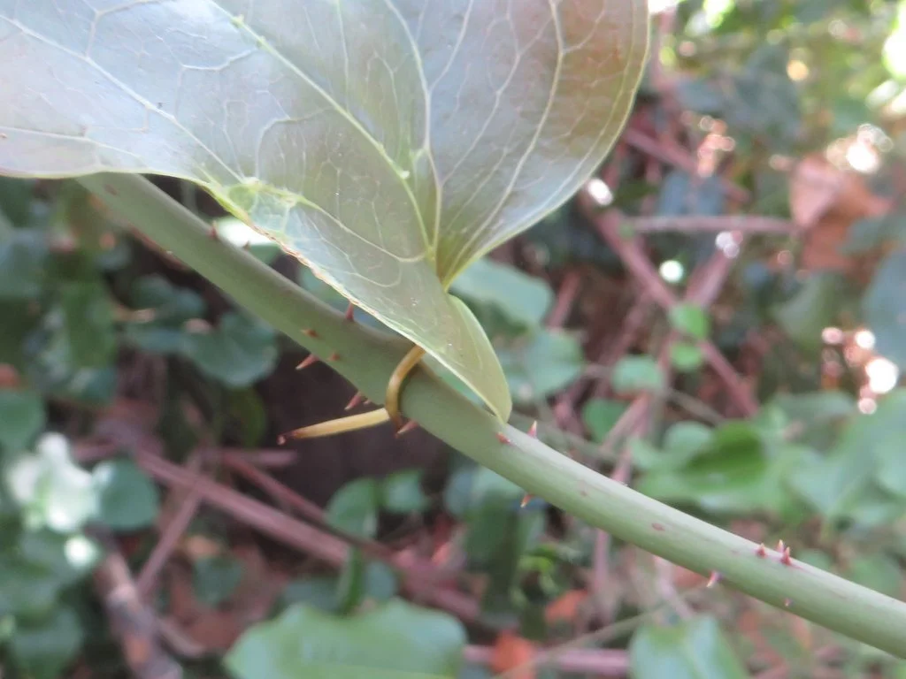 Barbed wire vine