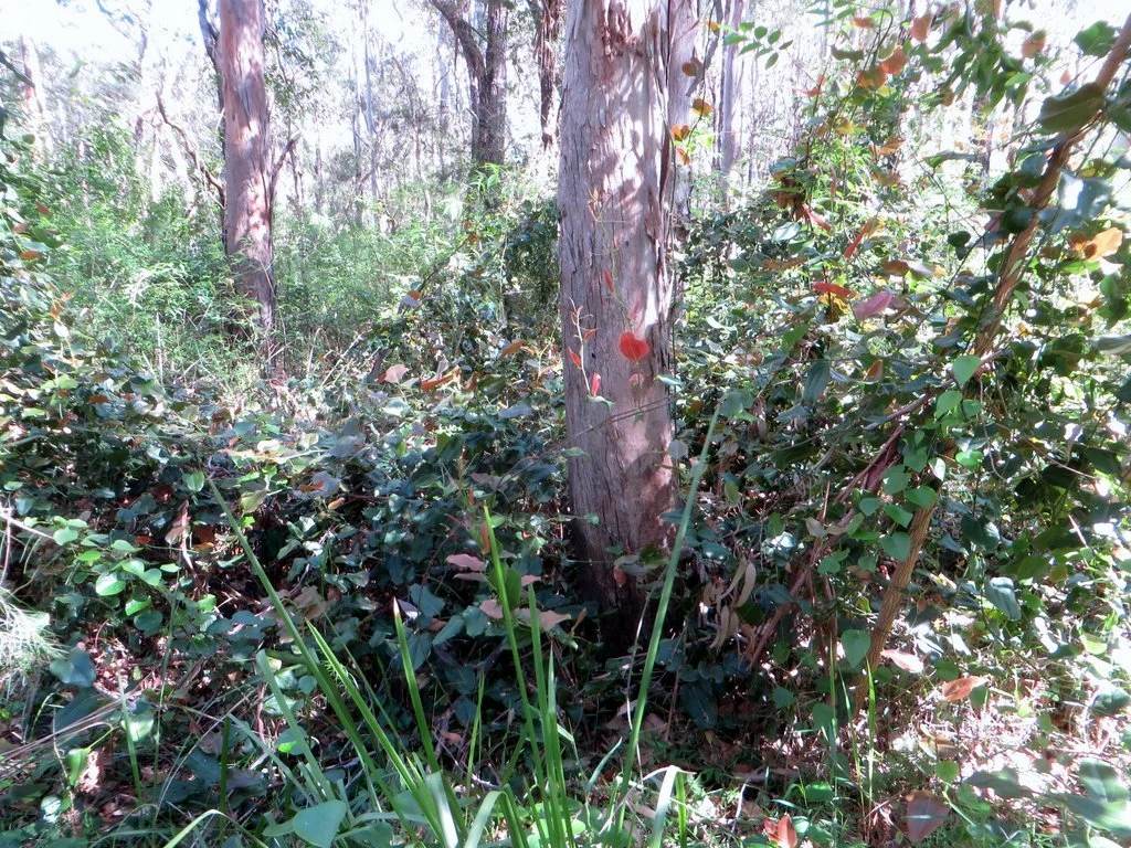 Barbed wire vine