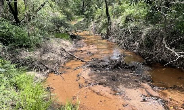 White swamp creek 2025