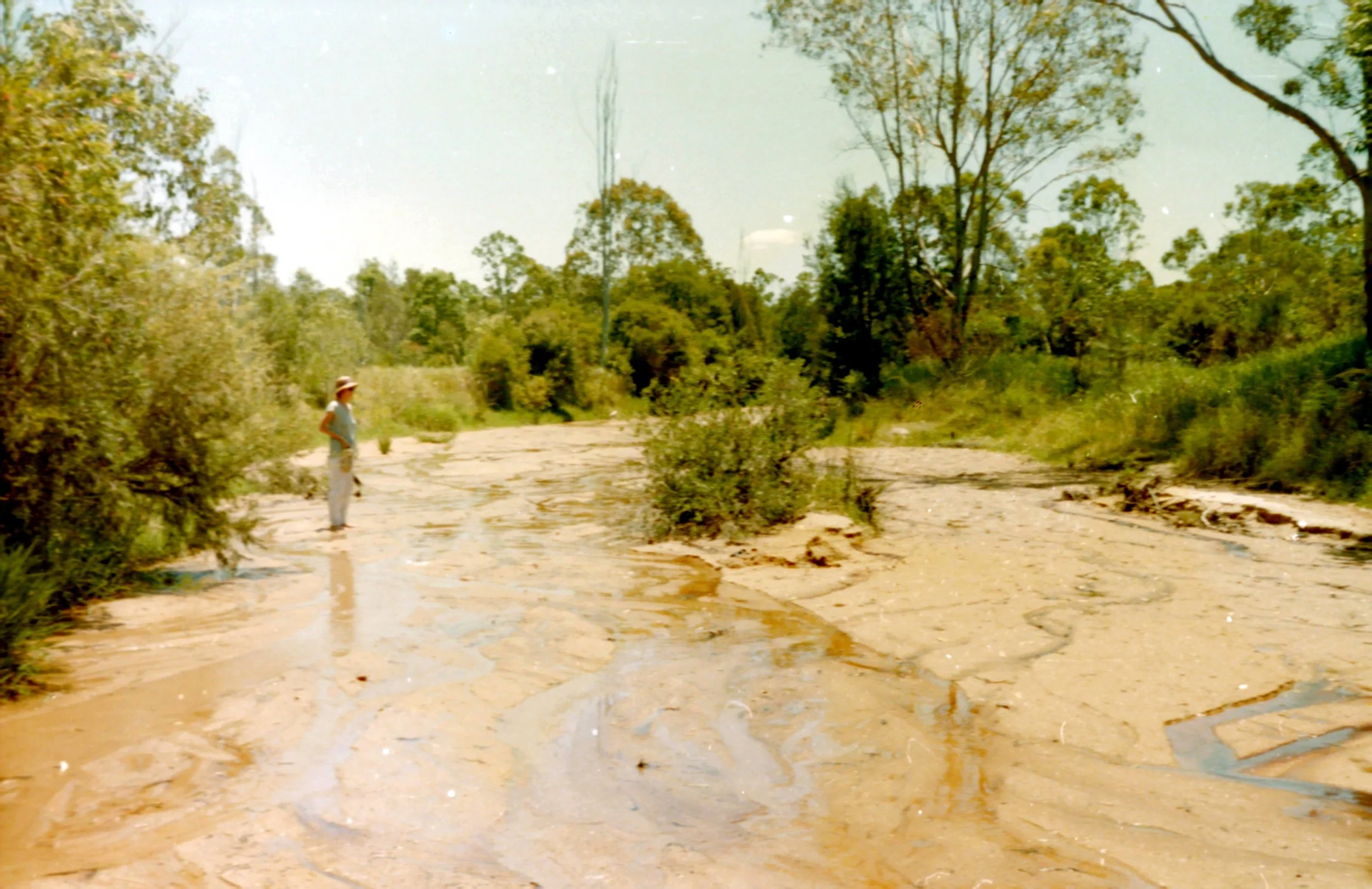 White swamp creek 1984