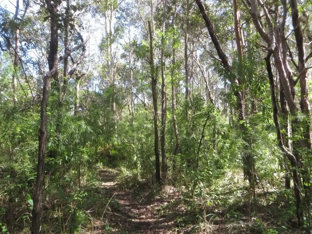 the Young Forest