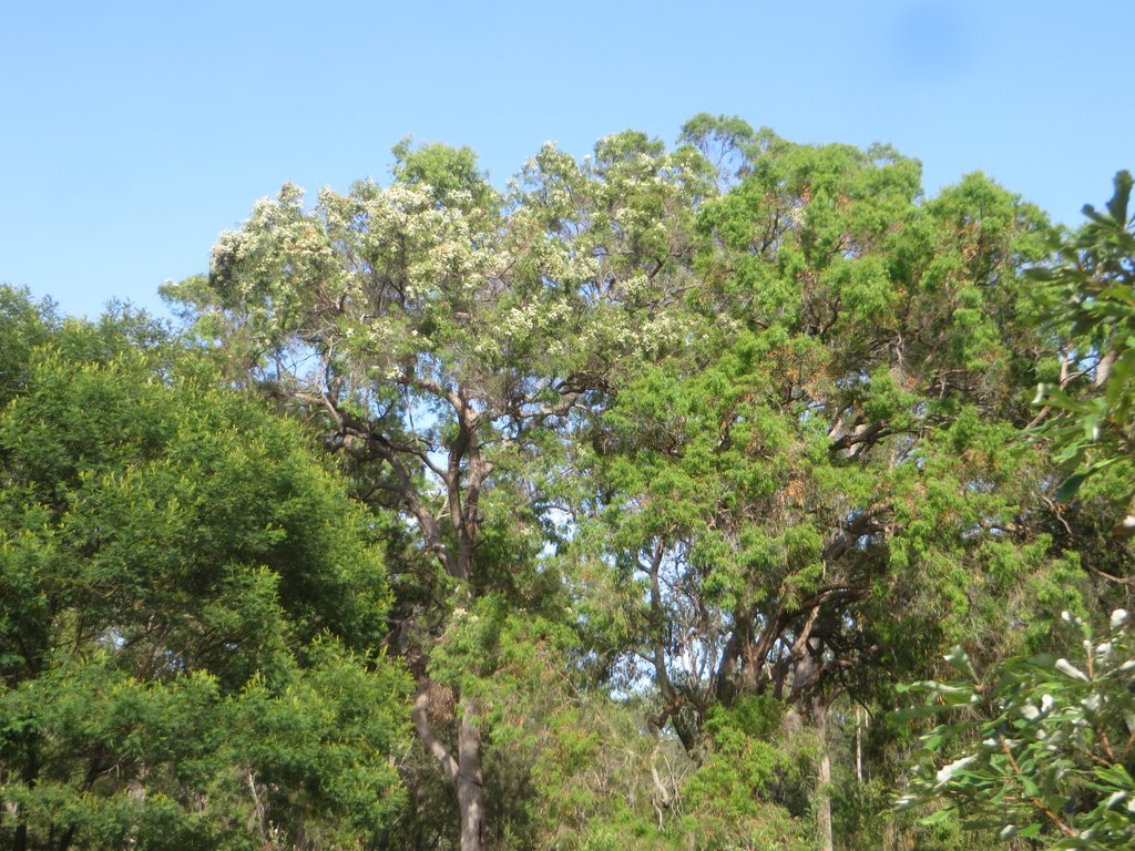 Narrow-leaved Apple