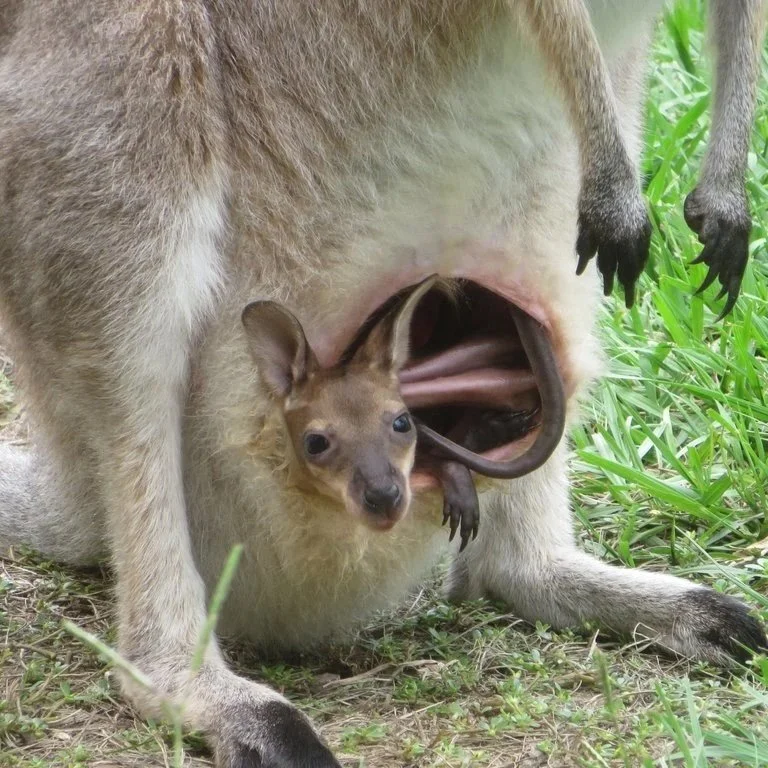 Red-necked wallaby with joey