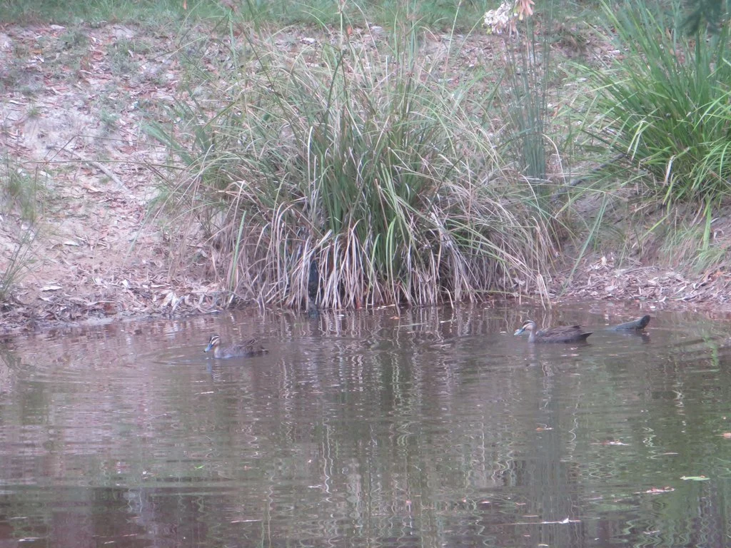 IMG_8646.JPG