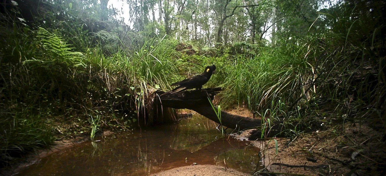 Cockatoo at the water hole.jpg