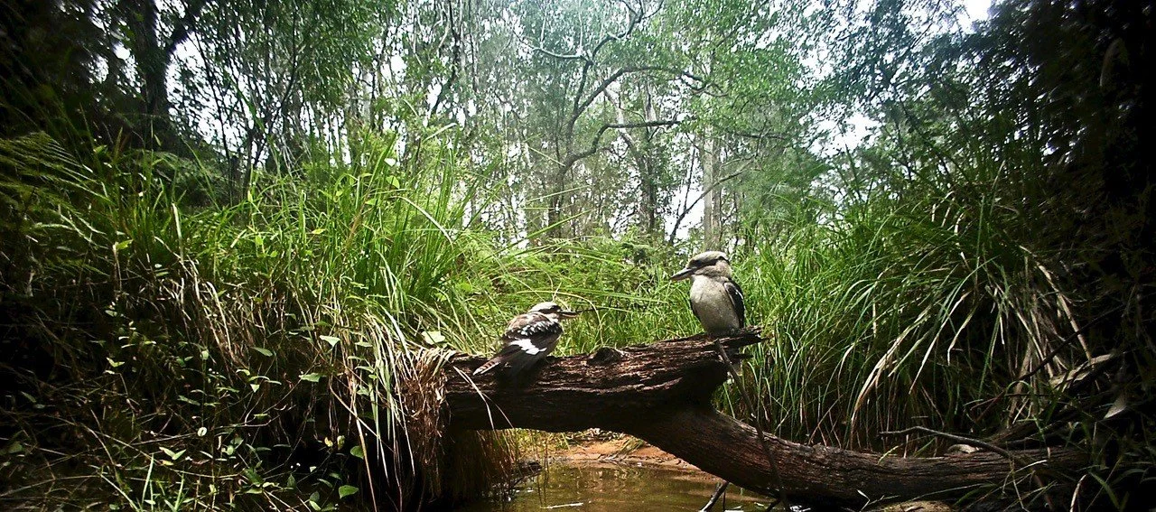 Kookaburra at the water hole.jpg