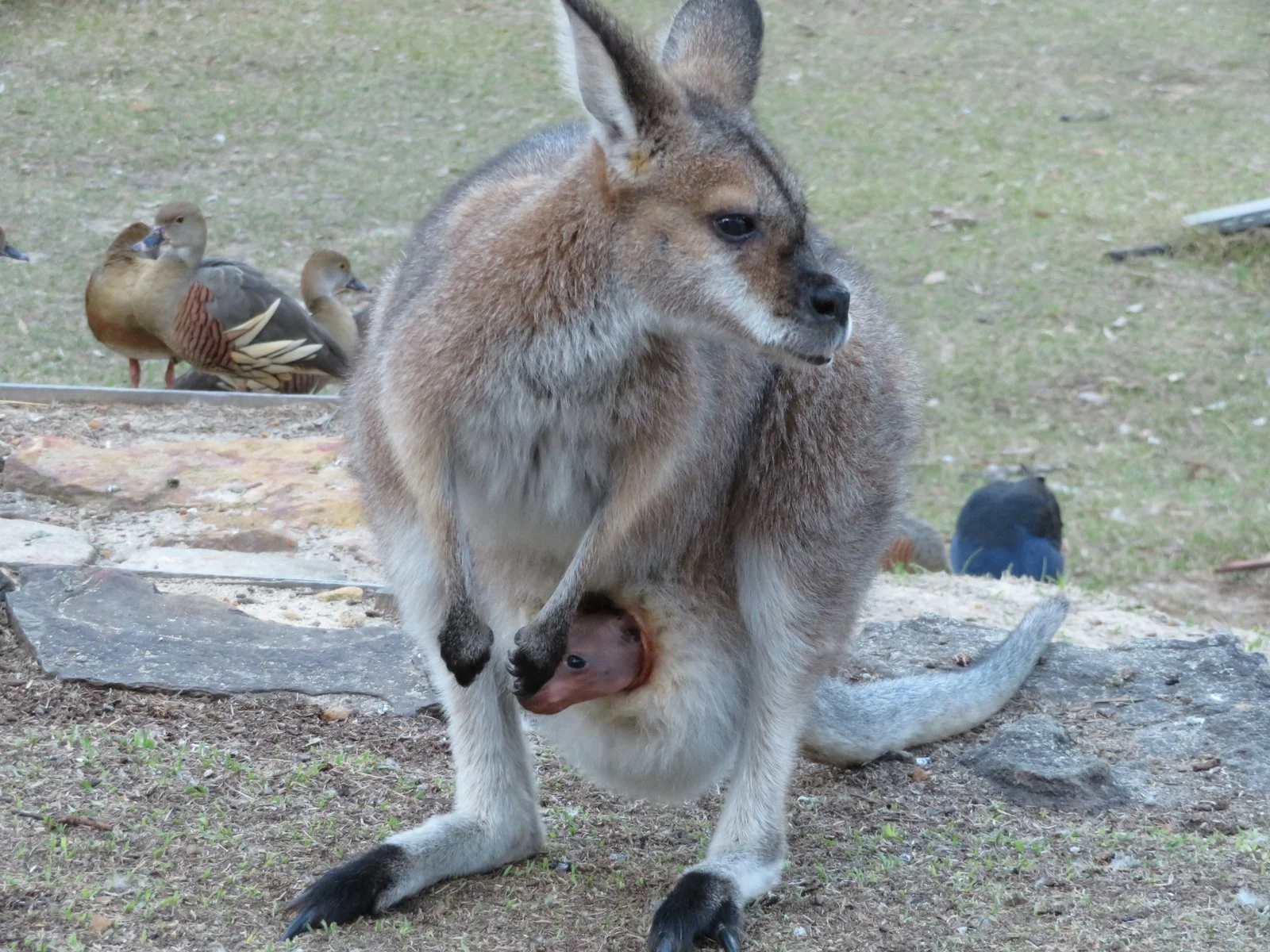 Red-necked wallaby and young joey