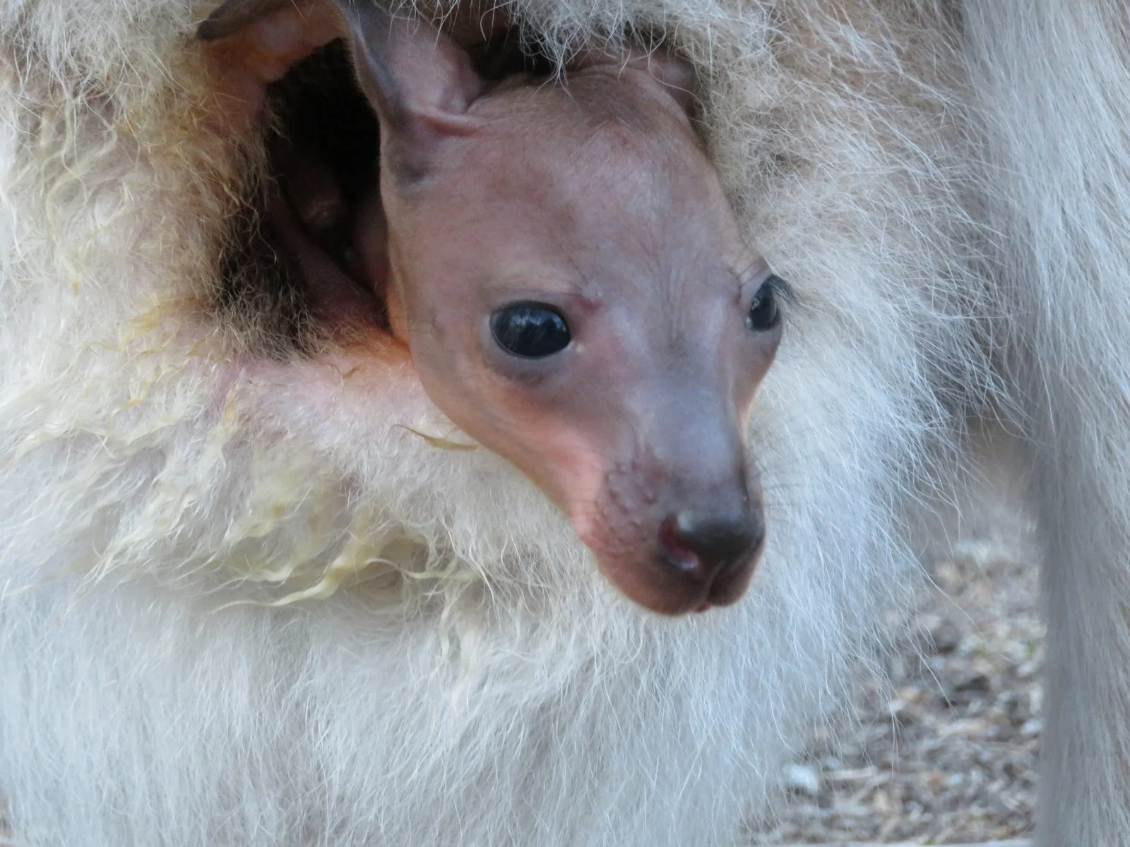Young Red-necked wallaby joey 