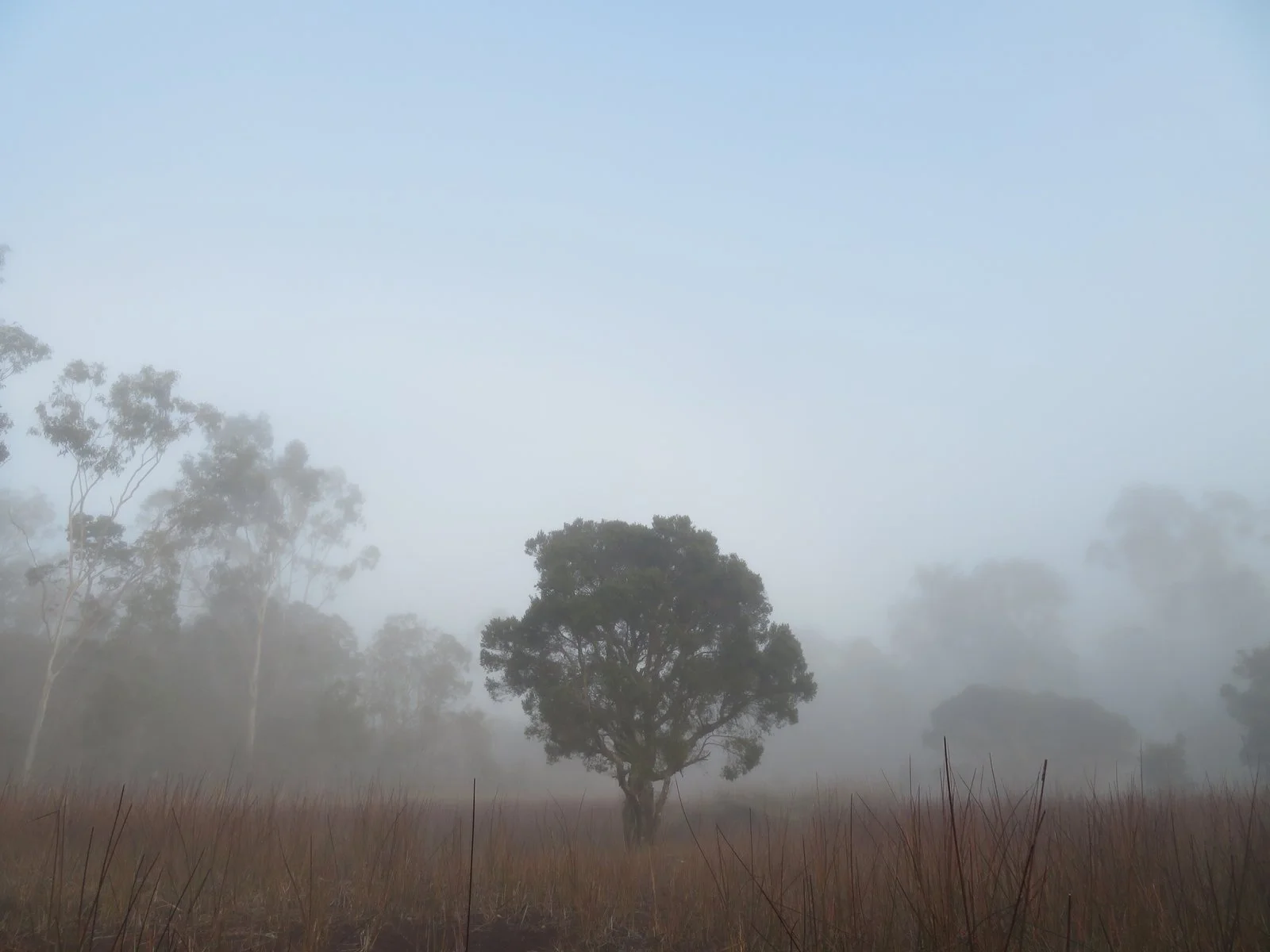 The dry continues - fires, orchids and cockatoos