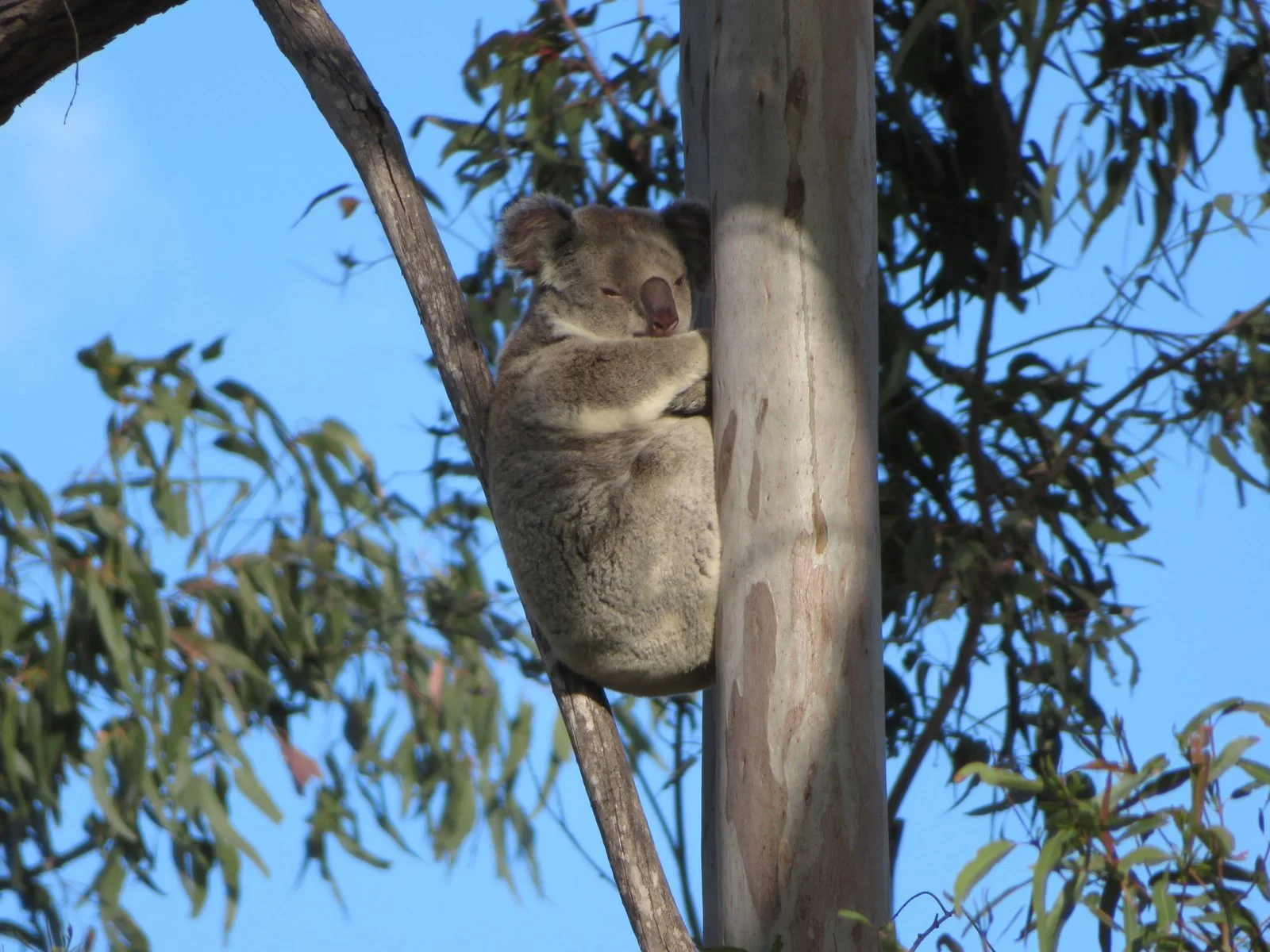 Koala