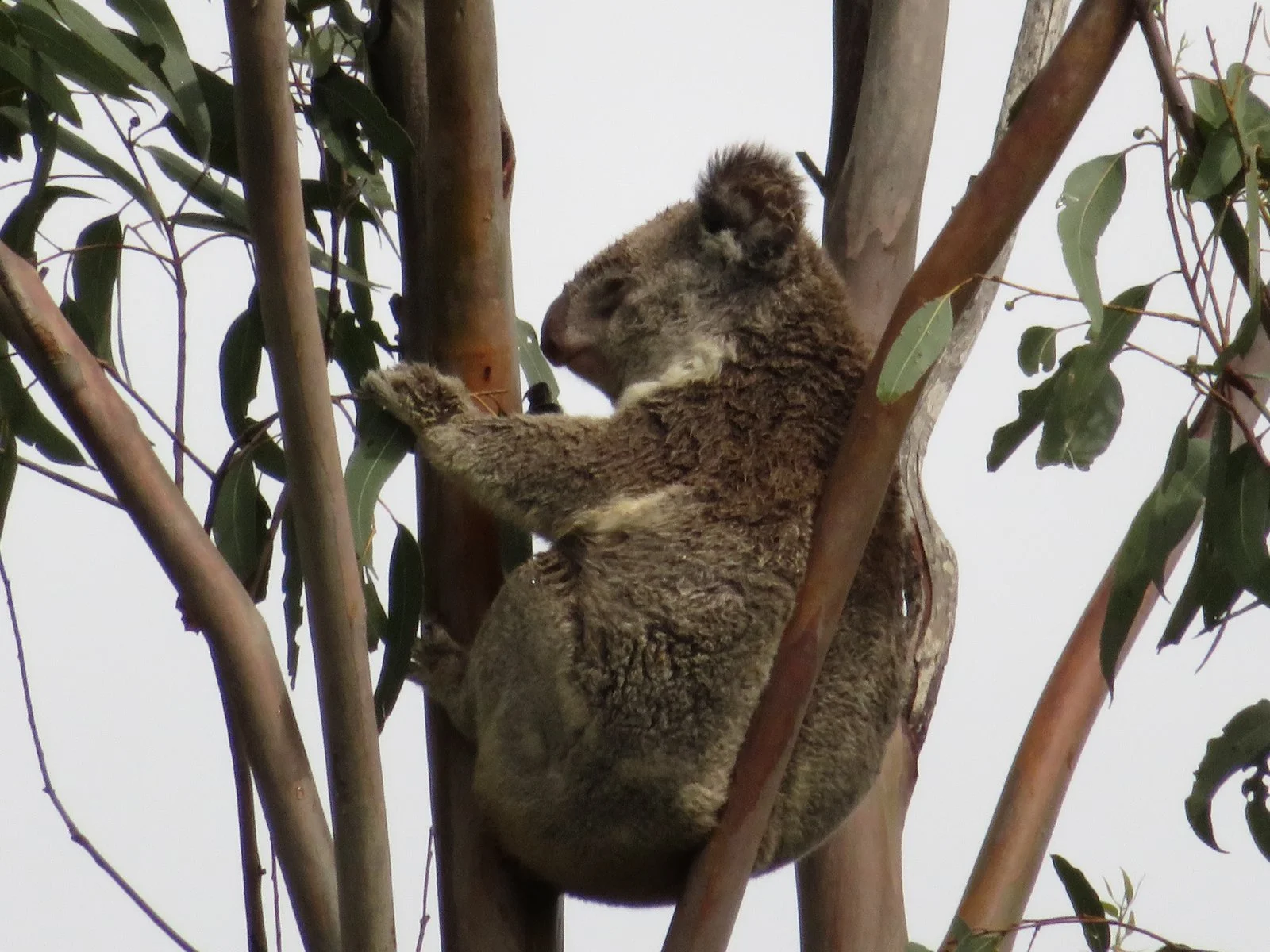 Koala