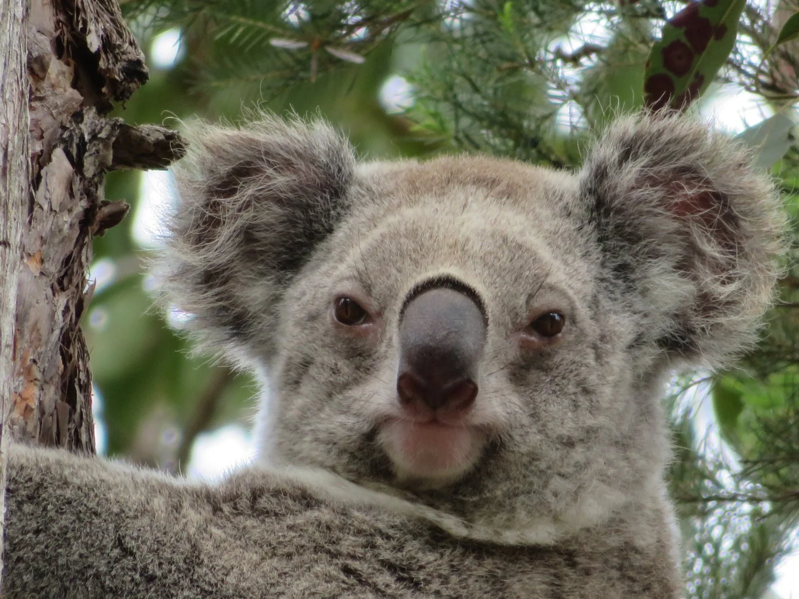 Koala