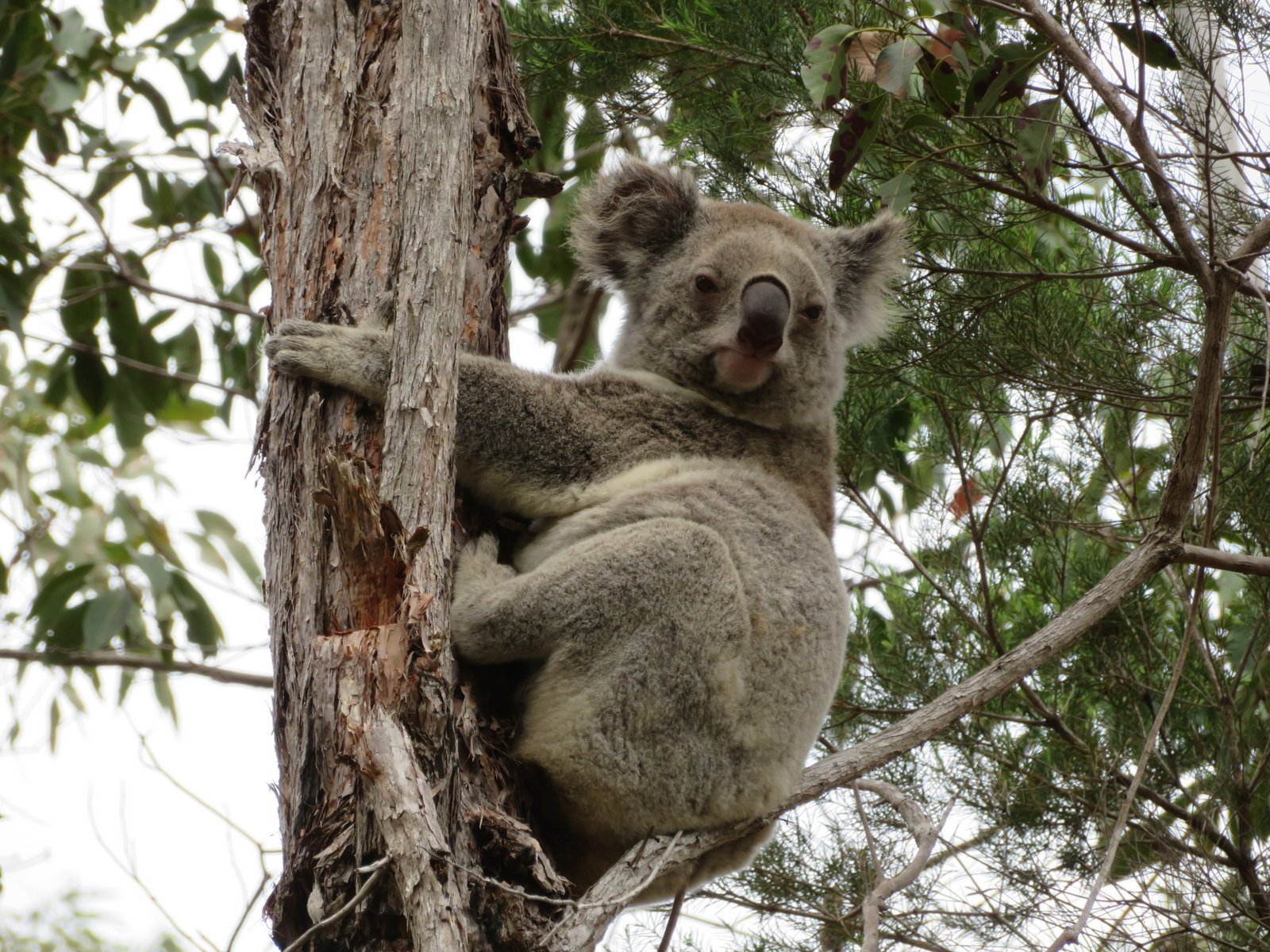 Koala
