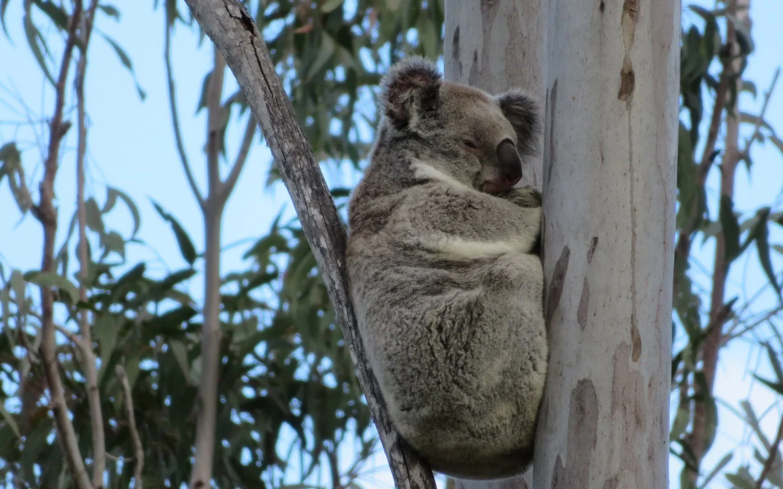 Koala