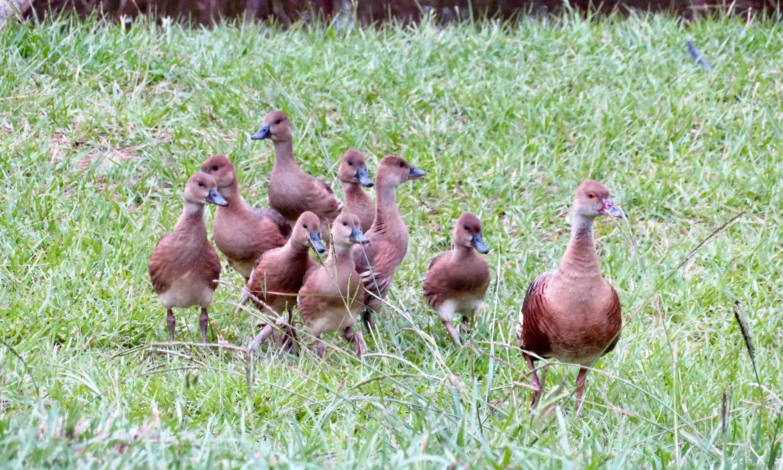 Plumed Whistling Duck (Dendrocygna eytoni) with older ducklings about to fledge