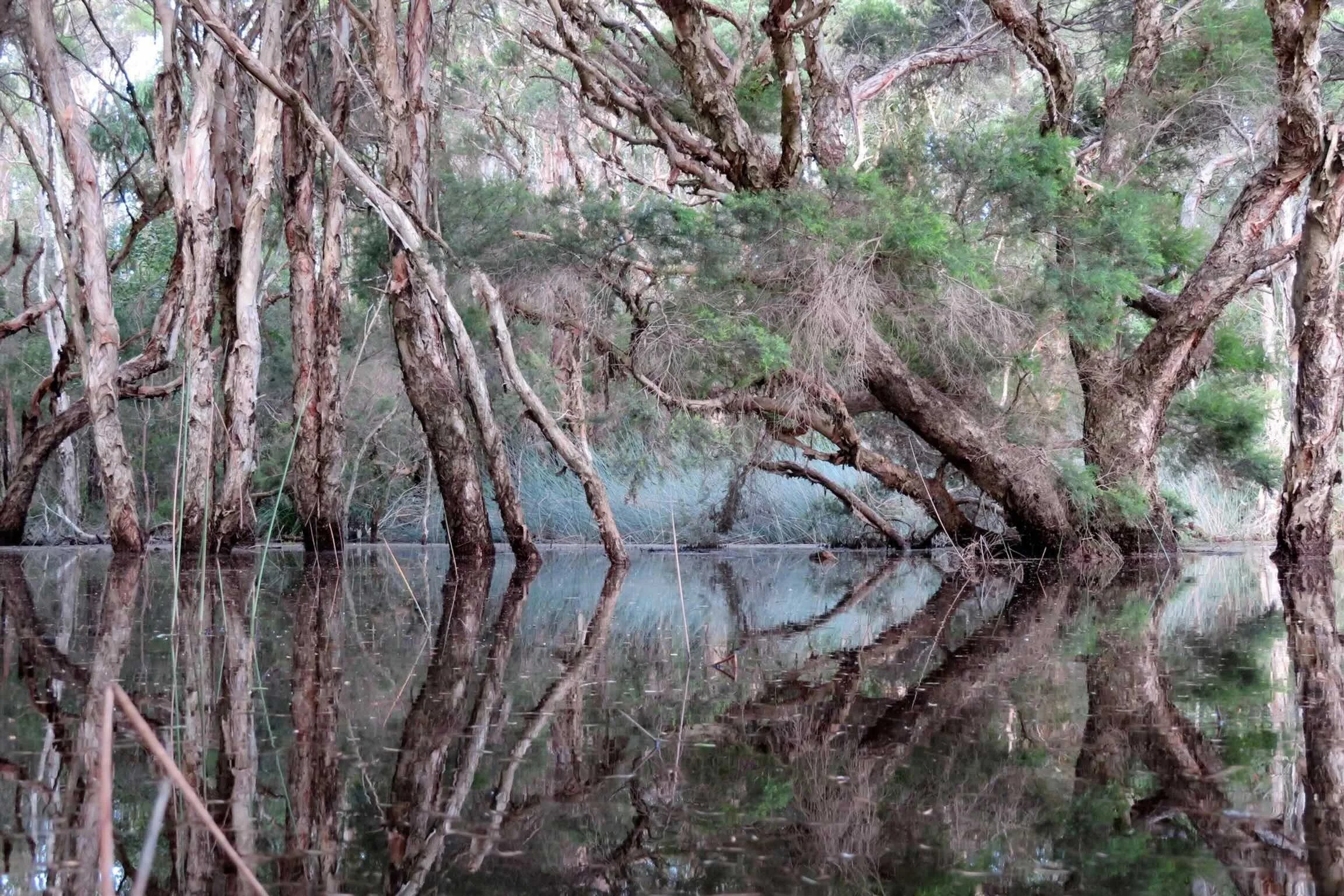 Floods, Snakes and Micro Bats