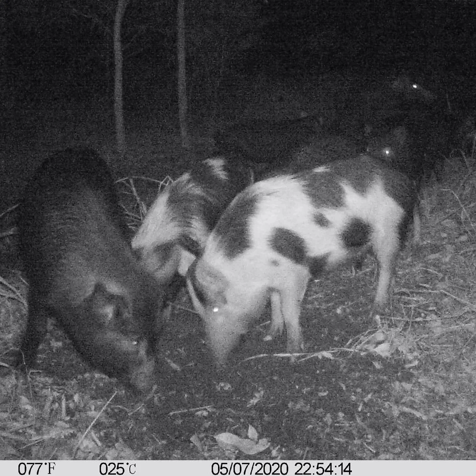 A sounder of feral pigs