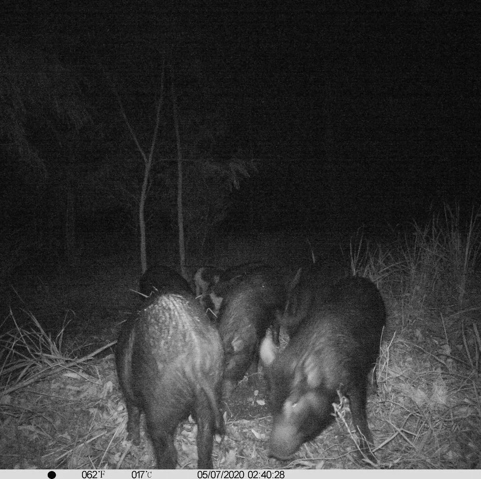 Feral pigs free feeding