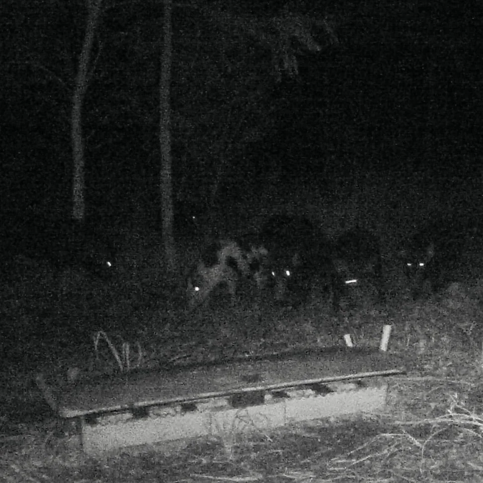 Introducing the bait station