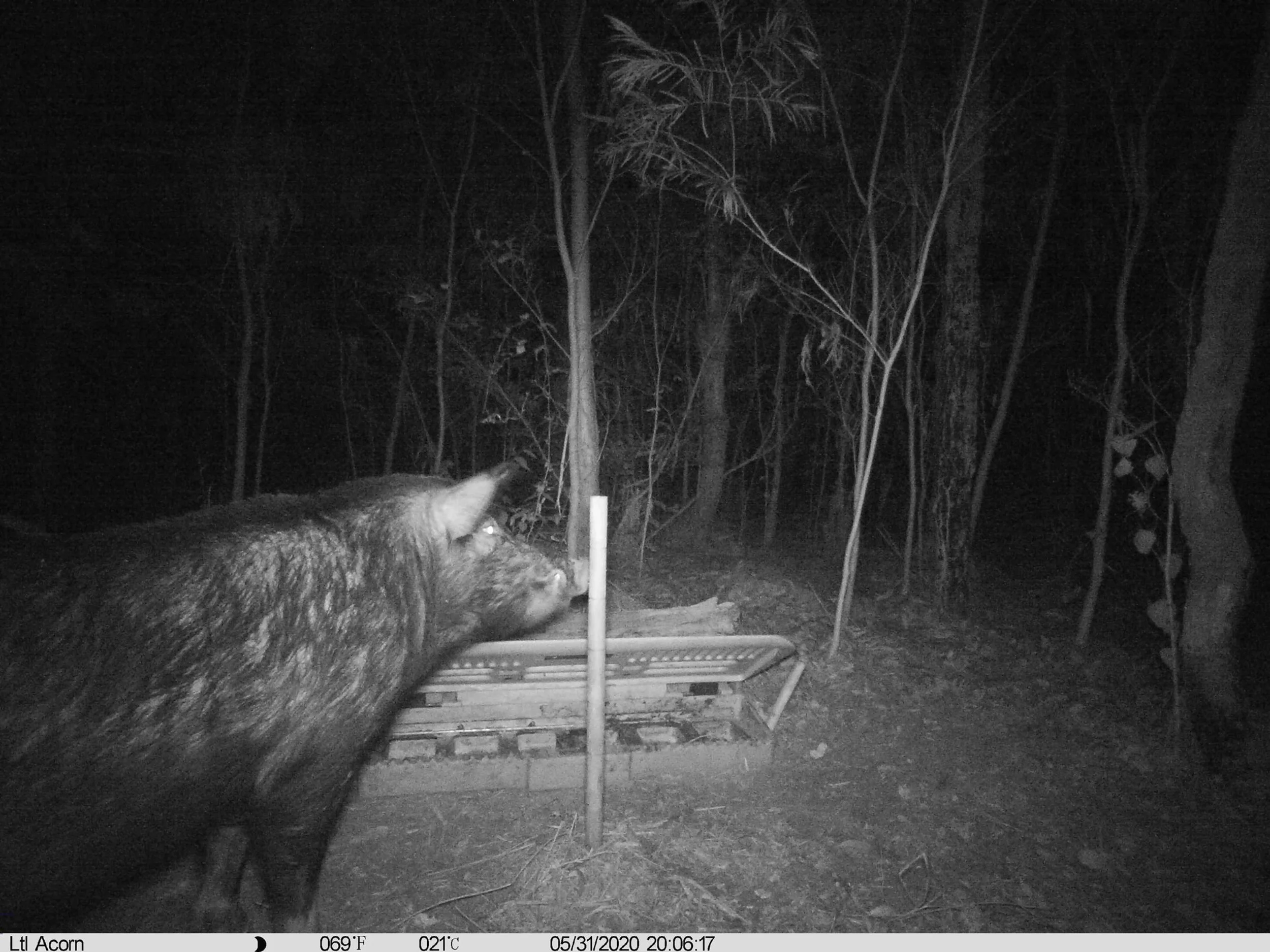 A measuring stick to estimate the size of the pigs