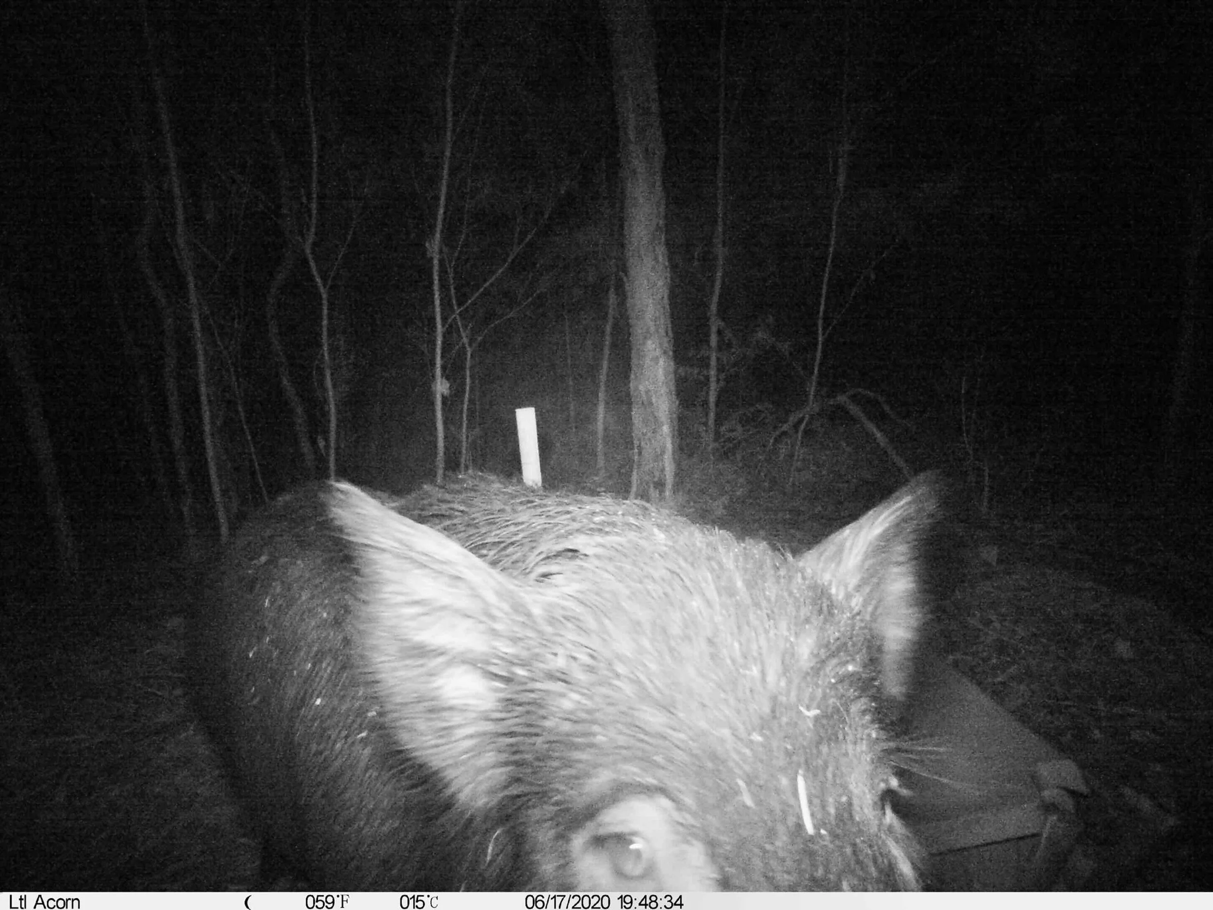 Up close and personal with the feral pig