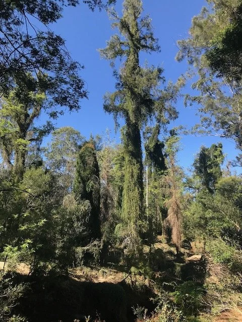 Infestation covering trees