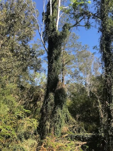 Cats claw covering tree trunk