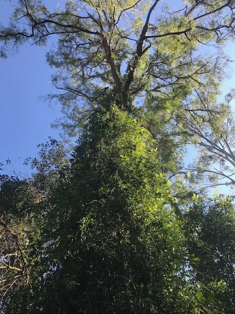 Cats claw on trunk of tree