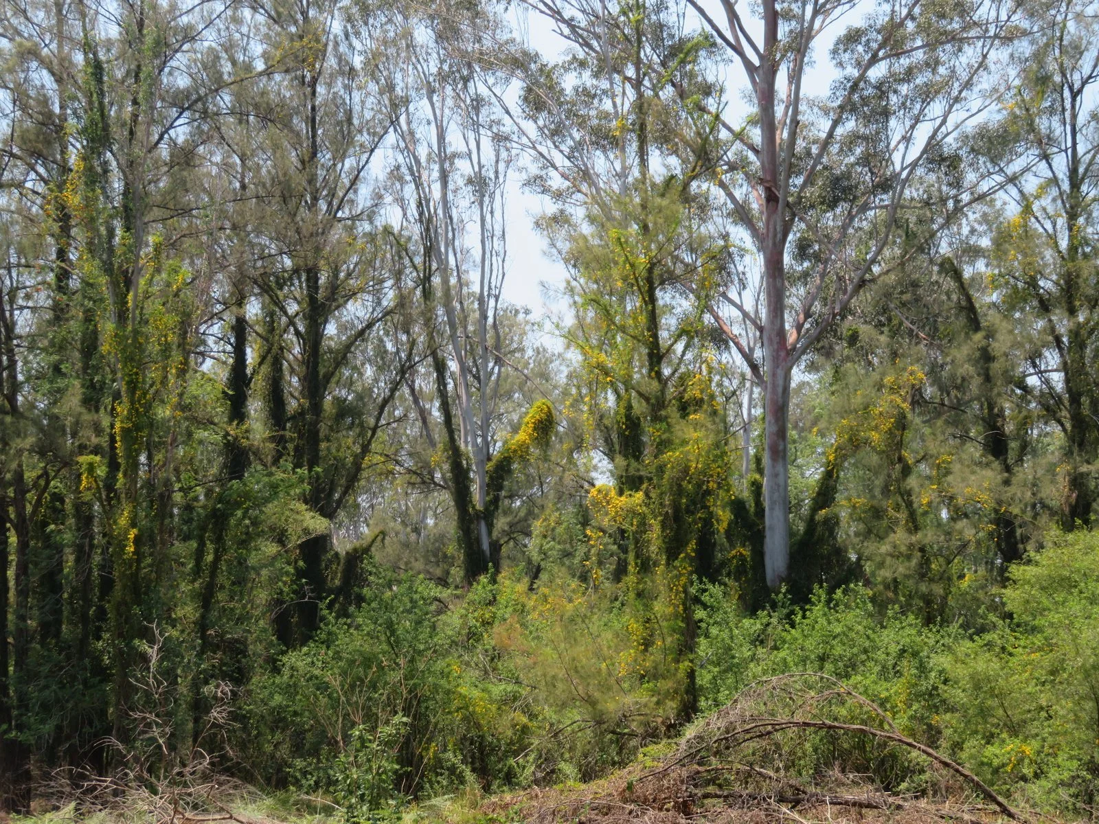 Cats claw flowering in the bush
