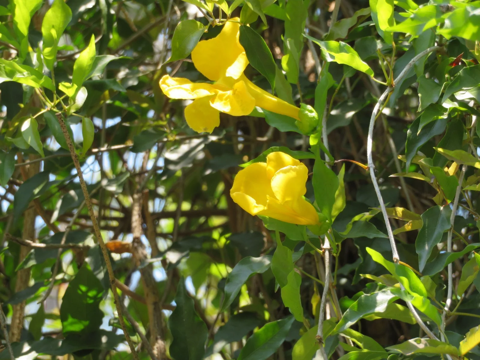 Cats claw flower