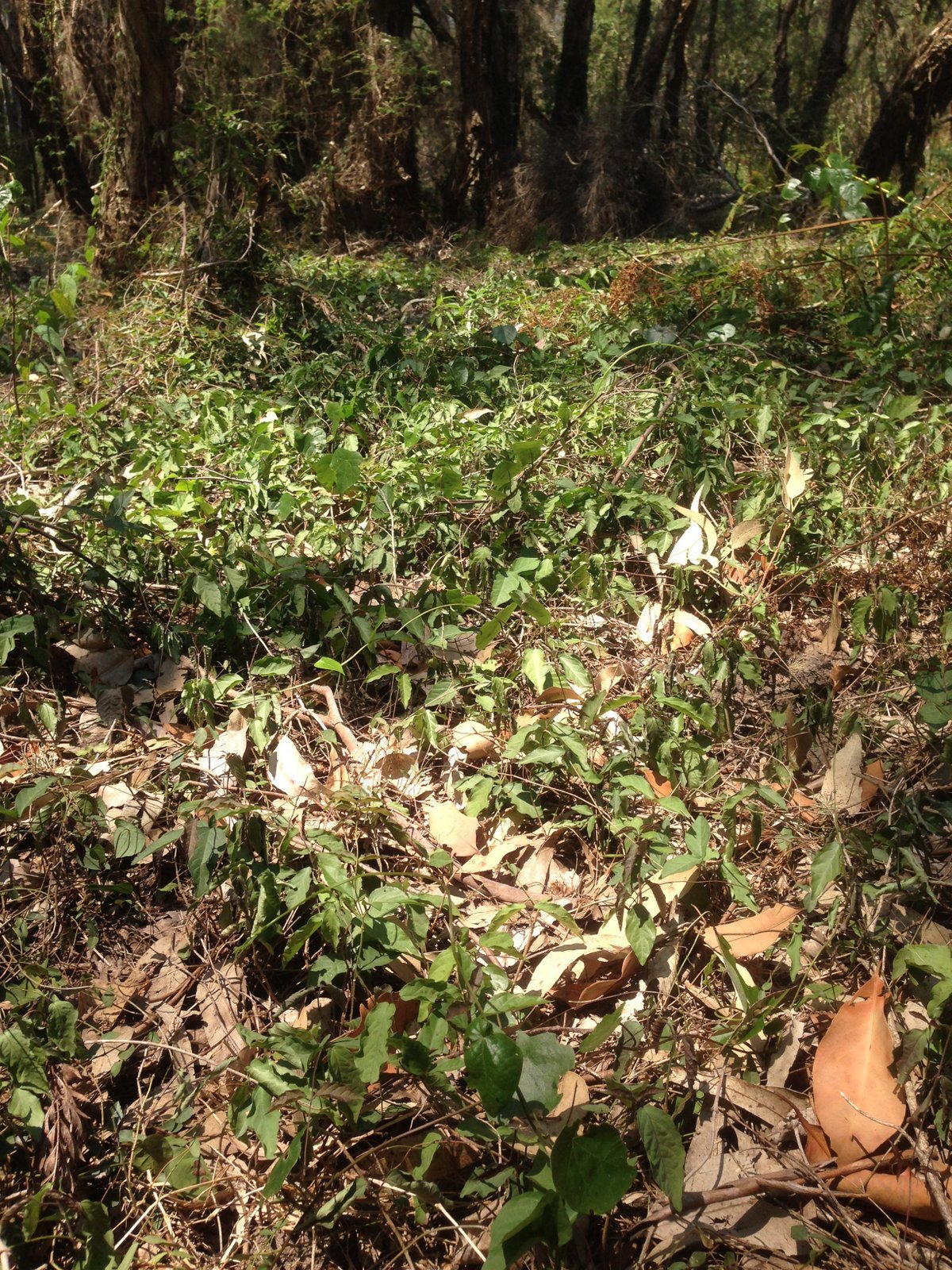 Cats claw forms a carpet from the scrambline vine
