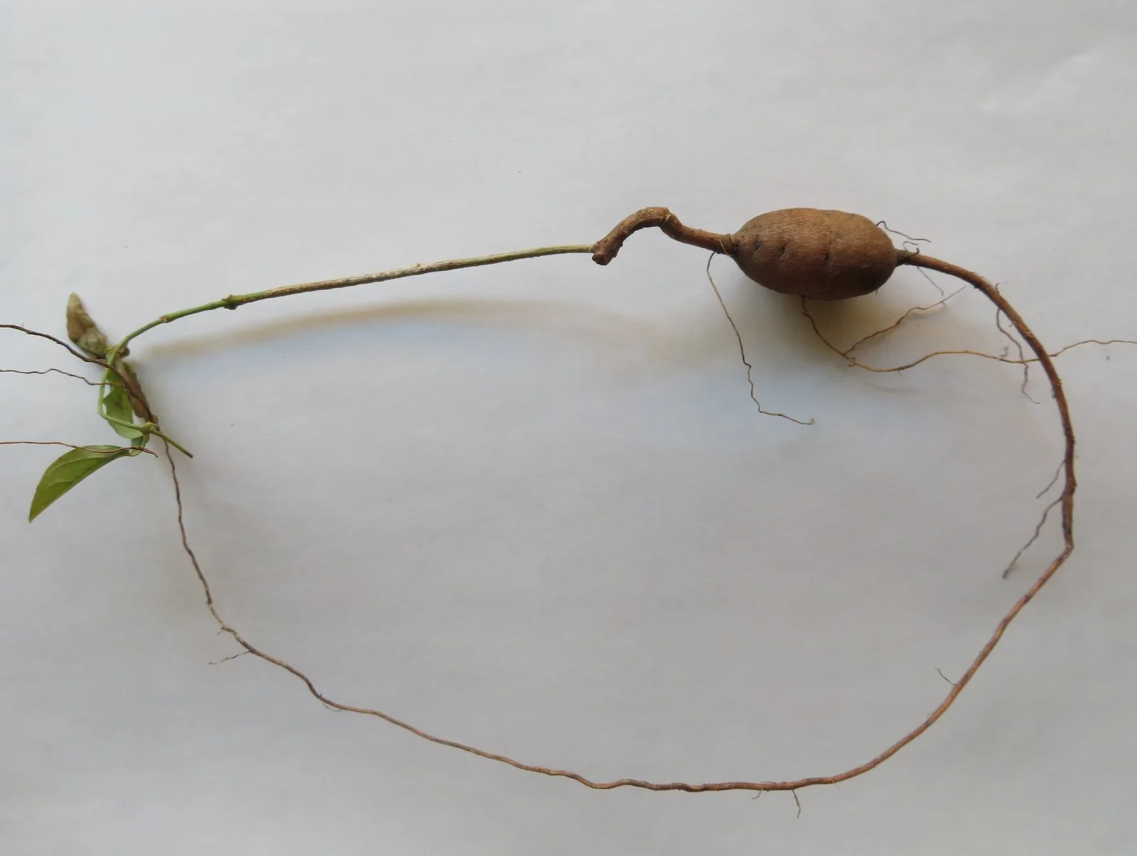 Once the tuber has formed it is difficult to pull out