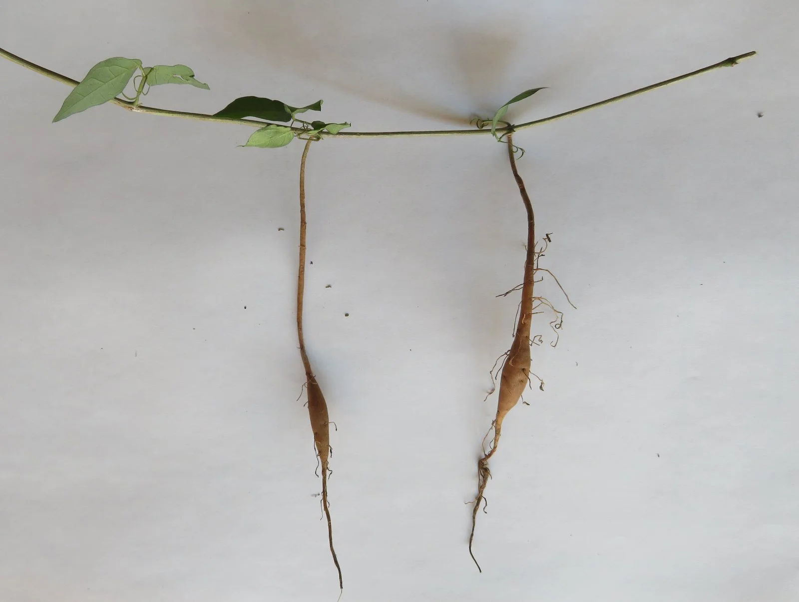 Tubers form on a vine running across the ground