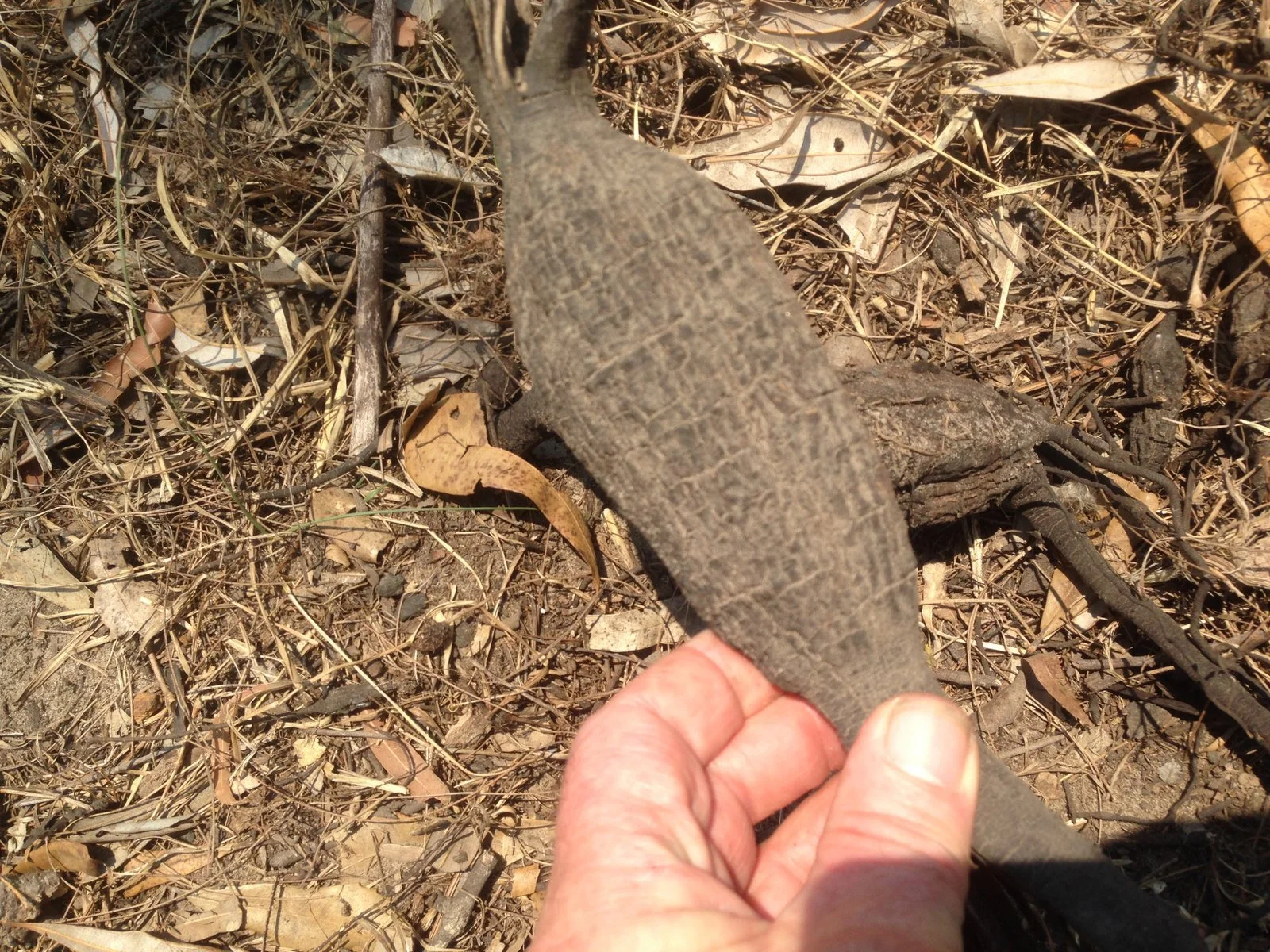 Thisis a dried tuber which can grow to sweet potato size