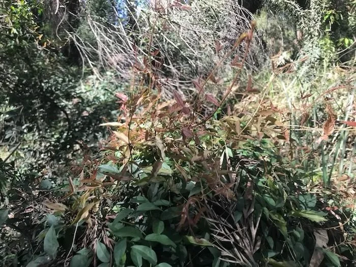 Cats claw with reddish coloured new growth
