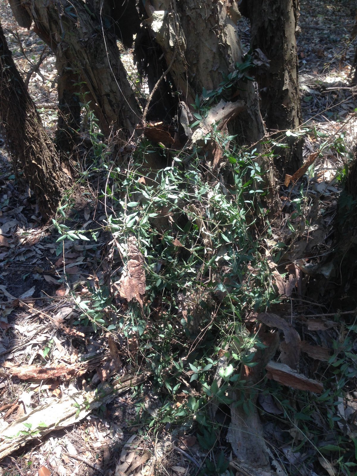Cats claw vine pulled down