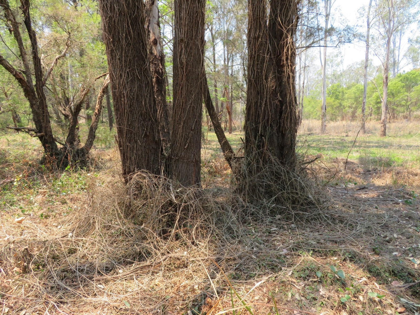 Pulled down vines after spraying showing dead vines