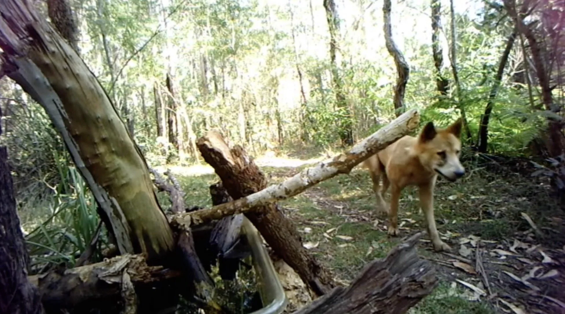 Dingo weeds and flowers 