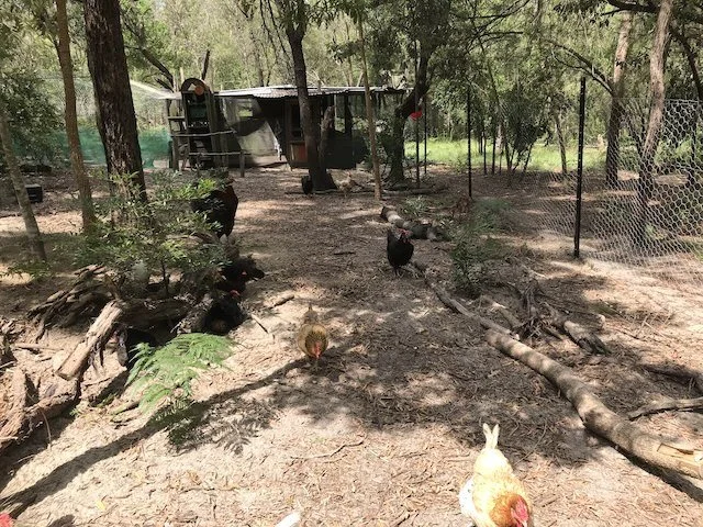 The new chicken run