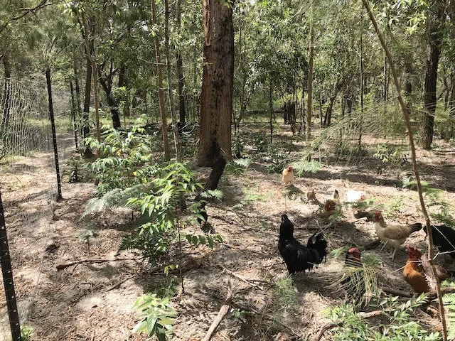 The new chicken run