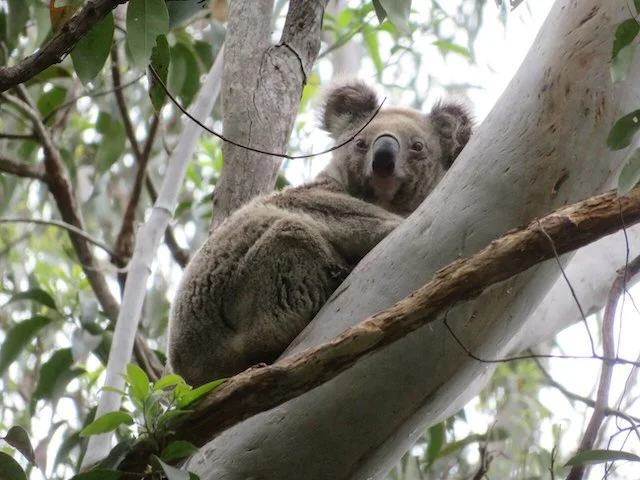 Koala