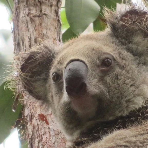 Koala