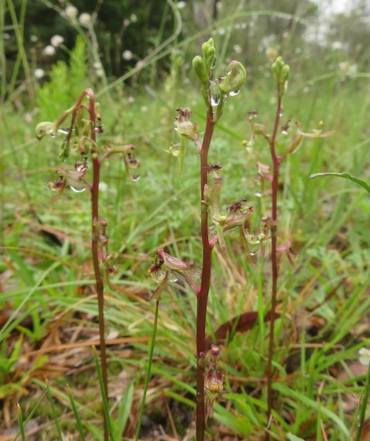 Elbow orchid in flower