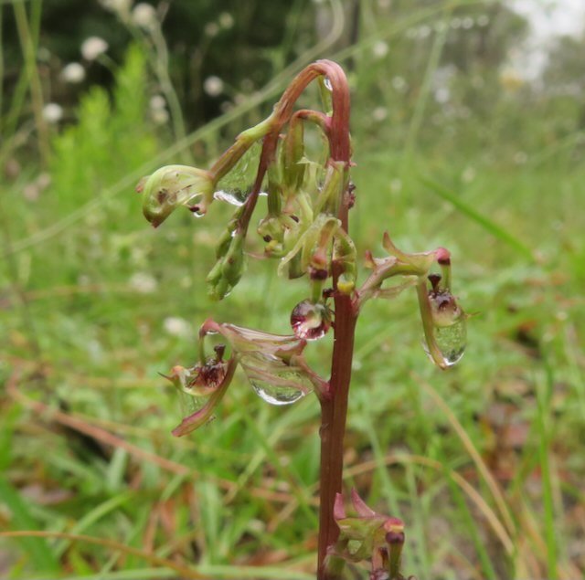 Elbow orchid in flower