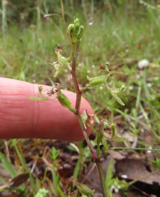 Elbow orchid showing size