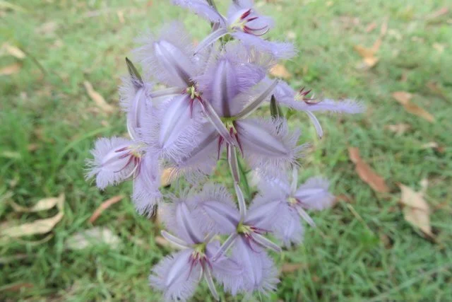 Fringe Lily