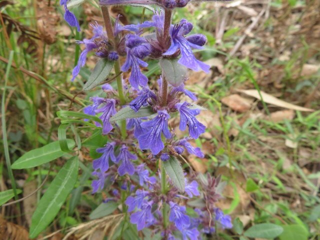 Austral bugle